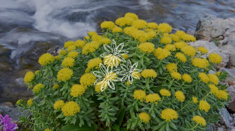 Rhodiola adaptogeen